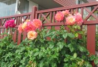 Kurische Nehrung - Überall Blumen