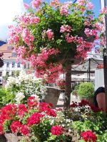 Riga - Blumen verschönern die Stadt