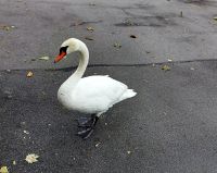 Lausanne, am Genfer See