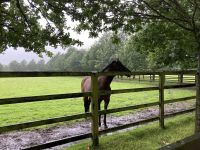 11. Reisetag – Von der West- an die Ostküste – Irisches Nationalgestüt bei Kildare – stolzer Zuchthengst