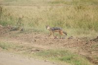 101 Schabrakenschakal