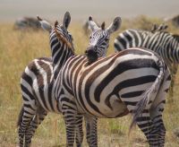 231 Zebras