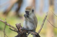 266 Meerkatzen auf Crescent Island