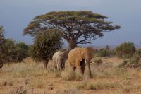282 Elefanten im Amboseli NP