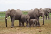 304  Elefanten im Amboseli NP
