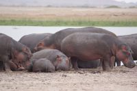 307 Flusspferde im Amboseli NP