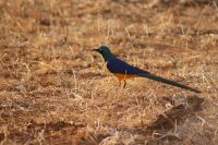 399 goldener Glanzstar