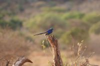 400 goldener Glanzstar