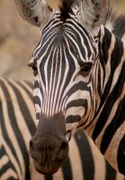 420 Zebra