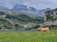 Wanderung bei den Covadonga-Seen (16)
