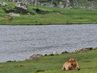 Wanderung bei den Covadonga-Seen (21)
