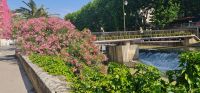 Die Blumen von Narbonne.jpg