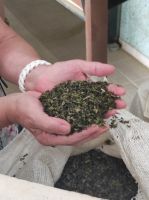 In den Verarbeitungsräumen der Teeplantage auf Sao Miguel, Portugal