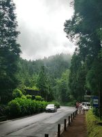 Der Wald nahe des Aussichtspunkte auf 