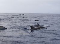 Ein Gruppe von Delfinen welche direkt vor und unter unseren Boot schwommen