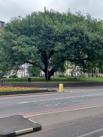 im Hydepark