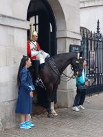 Horse Guard
