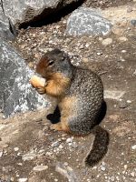 Erdhörnchen