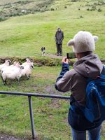 Heimo das Schaf unter Gleichgesinnten