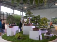 DSCN7598.JPG    BUGA