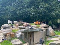 In der Streichelzooabteilung