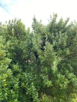 Suchbild mit Wildbienen