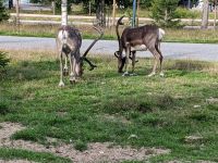 überall im Norden Finnlands zu finden: die Rentiere