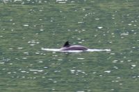 es wurde tatsächlich ein Wal gesichtet - ein Schweinswal (© Foto: B.Stroech)