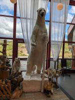 im Polarkreiszentrum Norwegen wacht der Eisbär... 