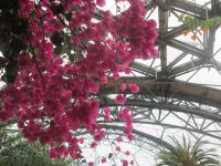 Bouganvilla in der mediterranen Klimazone 