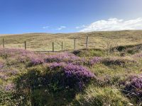 6. Reisetag – Von Inverness zu den Orkneys – Wanderung zu den Stacks of Duncansby