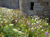 Tag 3 07.08.2023 Stadtspaziergang in Vannes