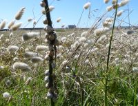 Tag 5 09.08.2023 Strandwanderung, Schnirkelschnecken