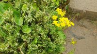 Blumenpracht am Wanderweg