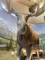 Denali Nationalpark Visitor Center