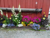 Blumenpracht im Sommer