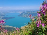 Panorama Zugersee.jpg