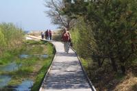 Weg zum Strand von Dueodde
