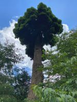 Noch mehr Donner: ein Donnerbusch,..