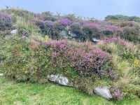 Wie in einem Blumengarten