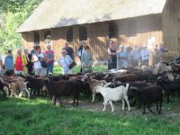  Austrieb der Schafe und Ziegen