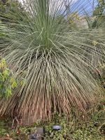 Die Hardenbergia ist das Kleine am Boden....