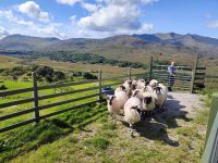 60-Kissans Sheep Farm