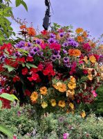 Eine von hunderten von Blumenampeln 