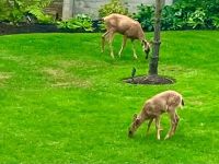 Rehe in den Gaerten von Victoria