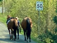 Cowgirl mit ihren Pferden