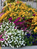 Blumenpracht in Banff