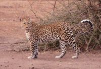 Morgenpirsch im Chobe NP 