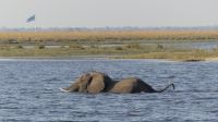 Bootsfahrt auf dem Chobe...Grenzgänger
