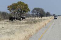 auf dem Weg nach Maun